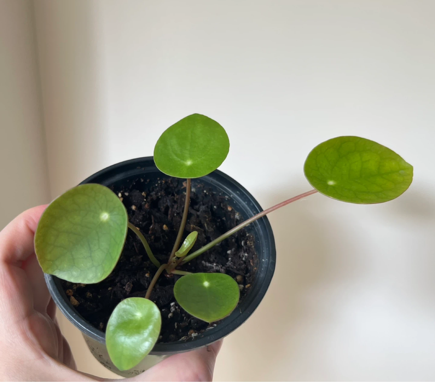 Pilea/Chinese money plant in 4” pot