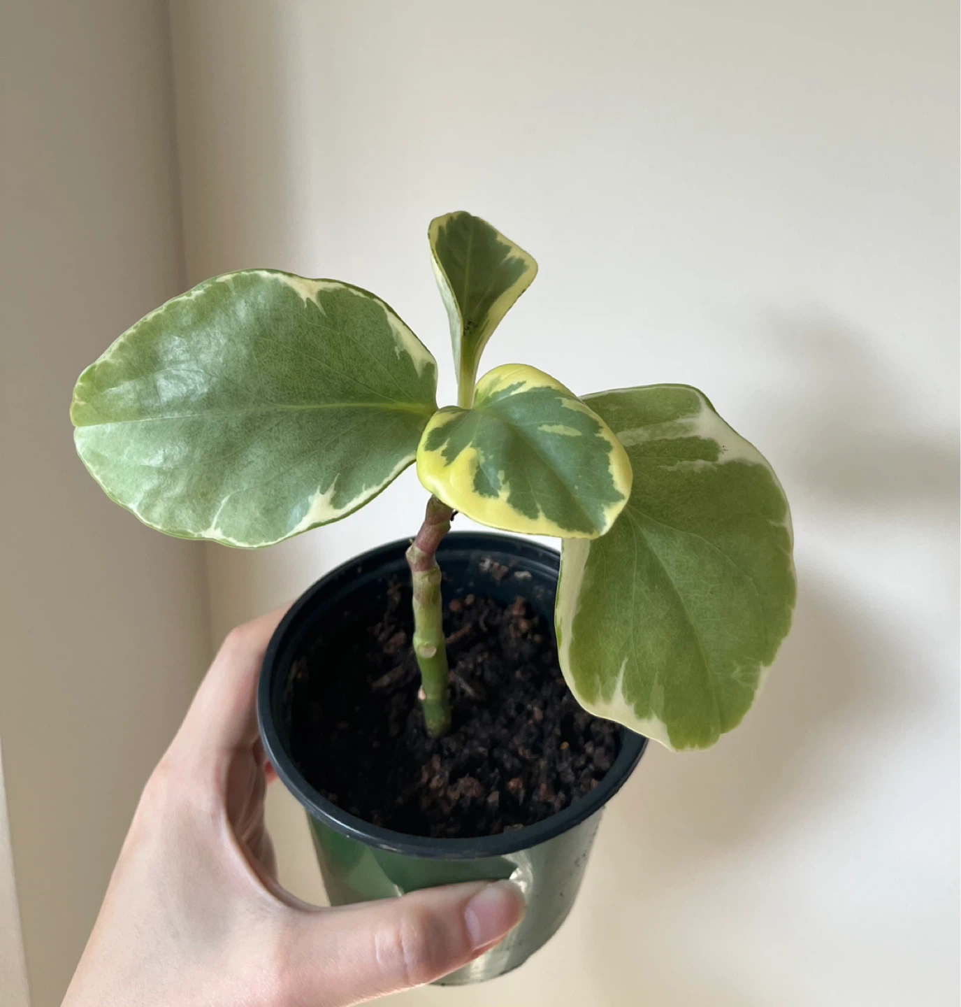 Peperomia obtusifolia 'Variegata' plants