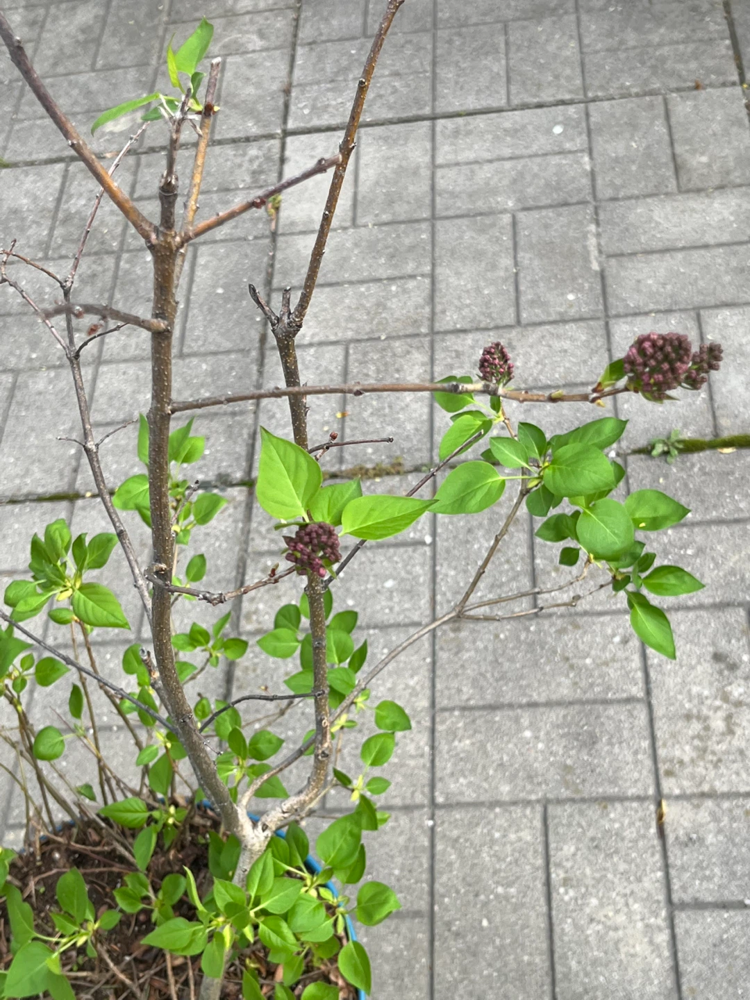 Lilac shrubs - photo 2