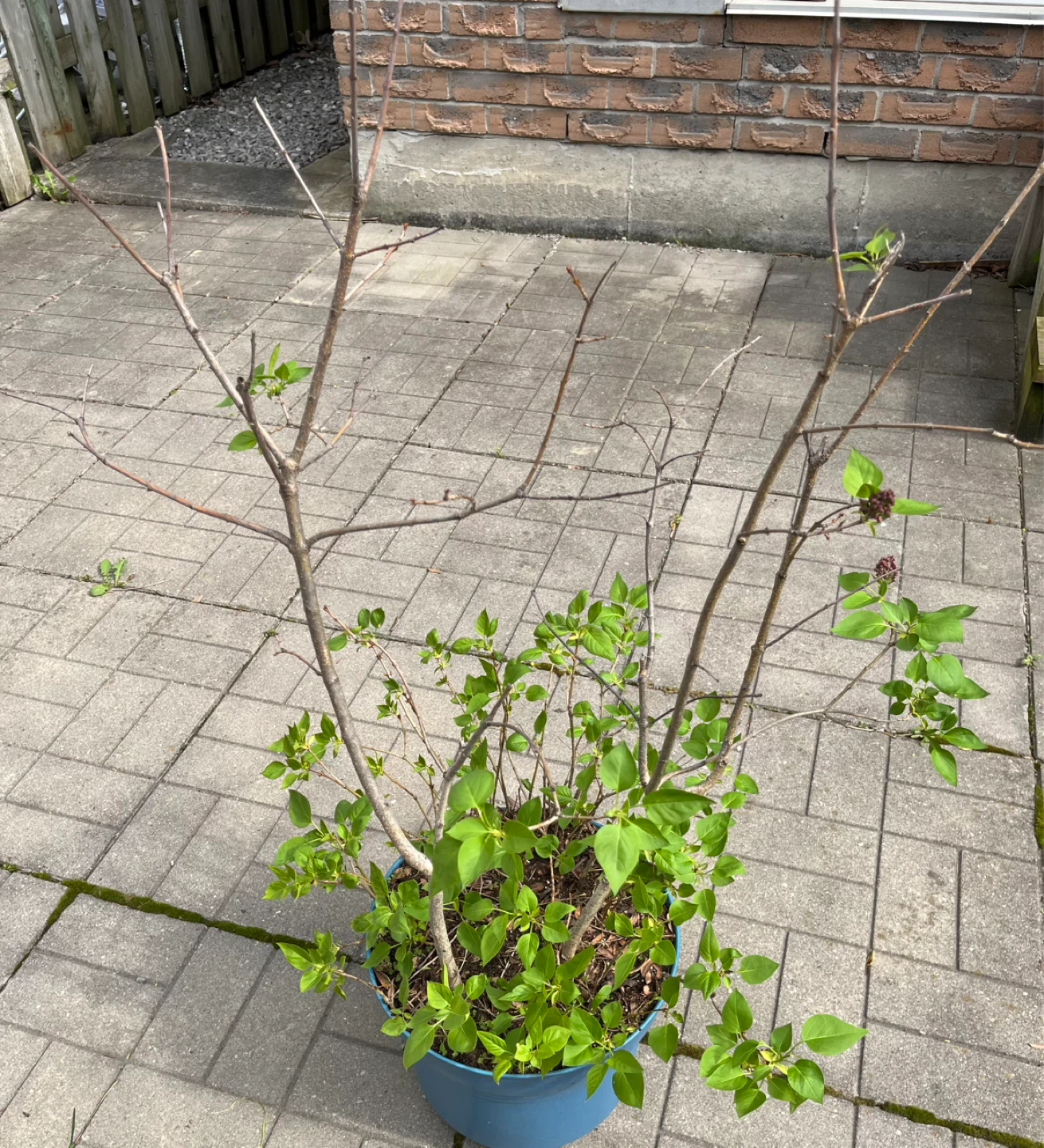 Lilac shrubs