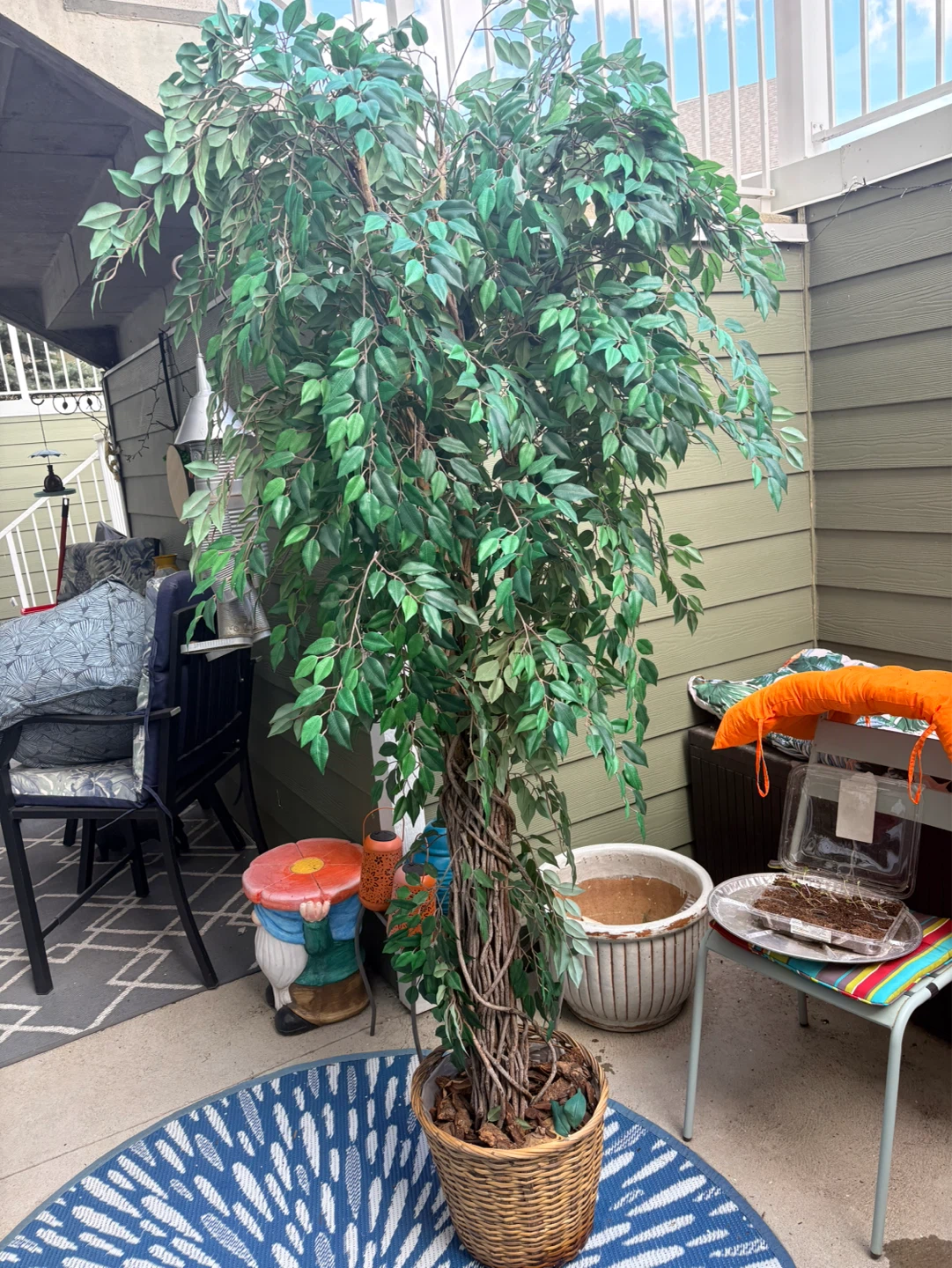 Artificial Ficus Tree in Wicker Basket