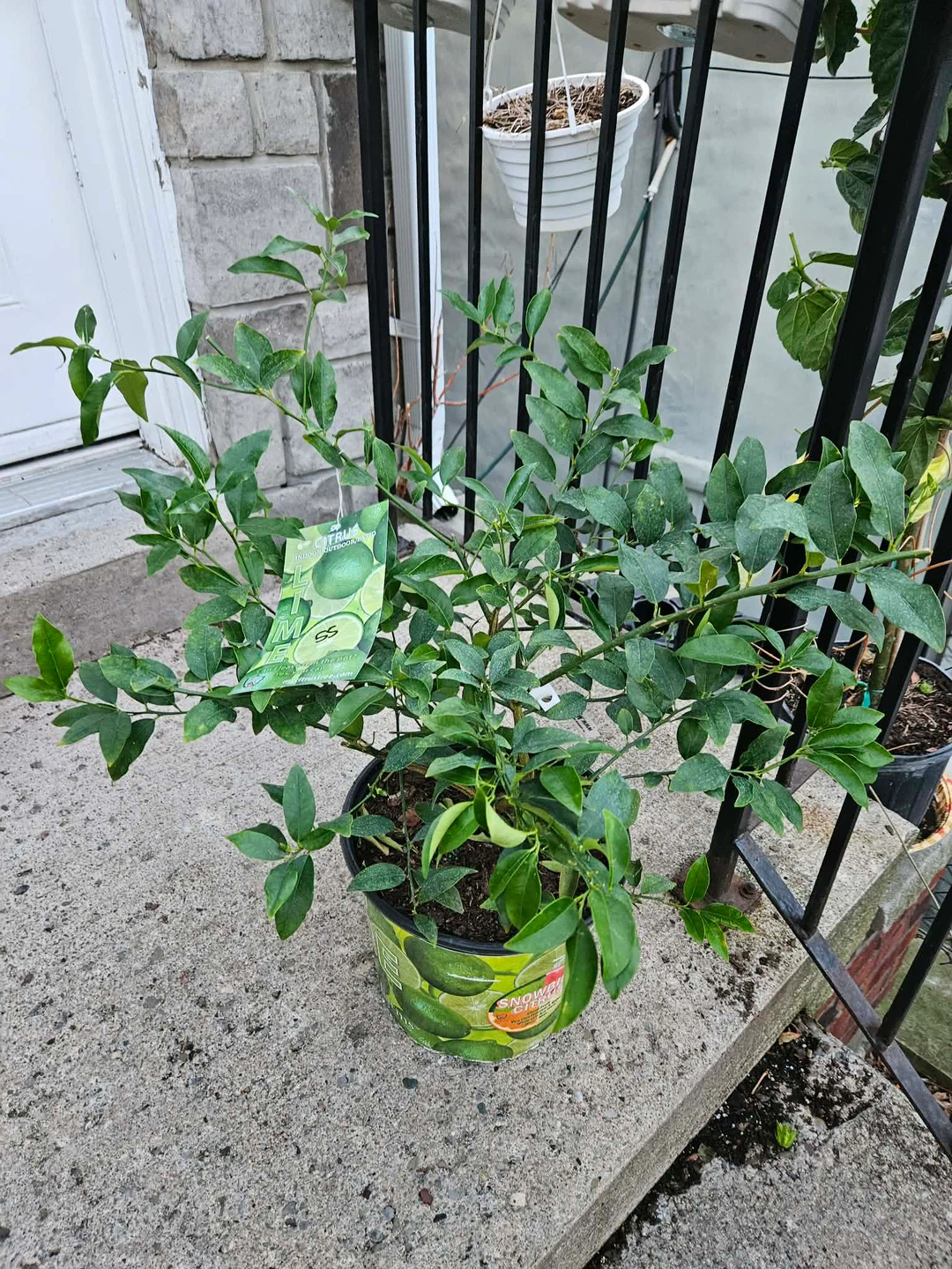 Lime Plant - photo 2
