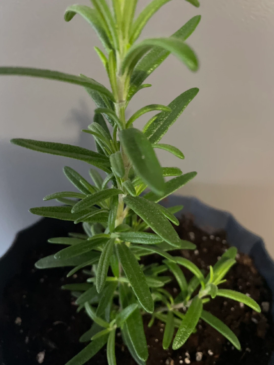 Rosemary plant in grey pot - photo 4