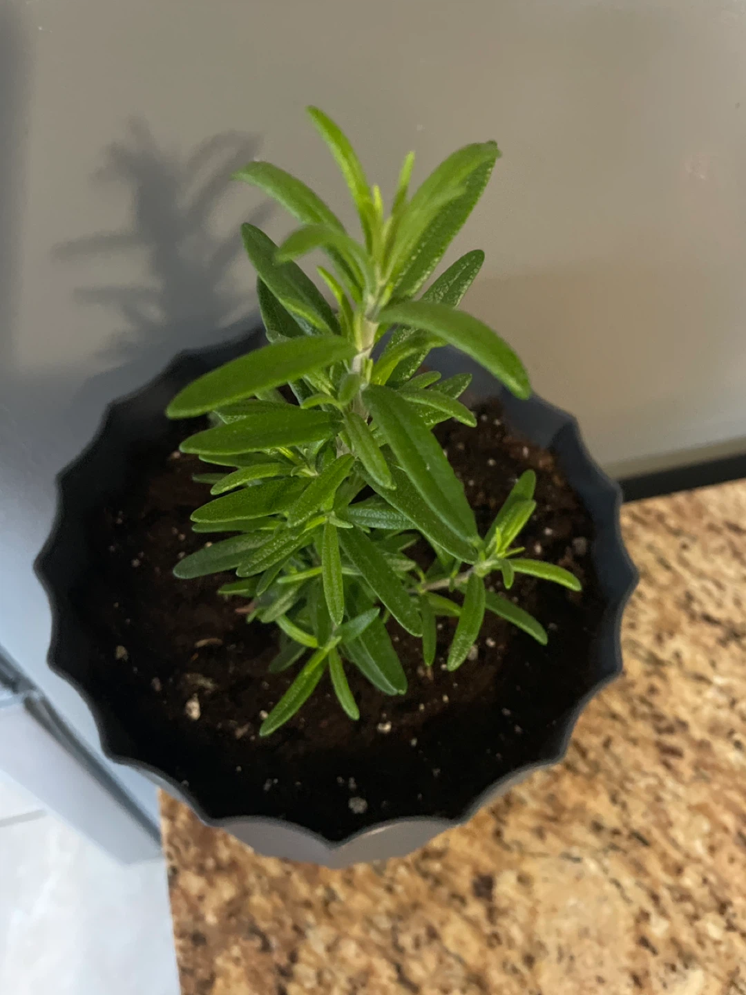 Rosemary plant in grey pot - photo 2