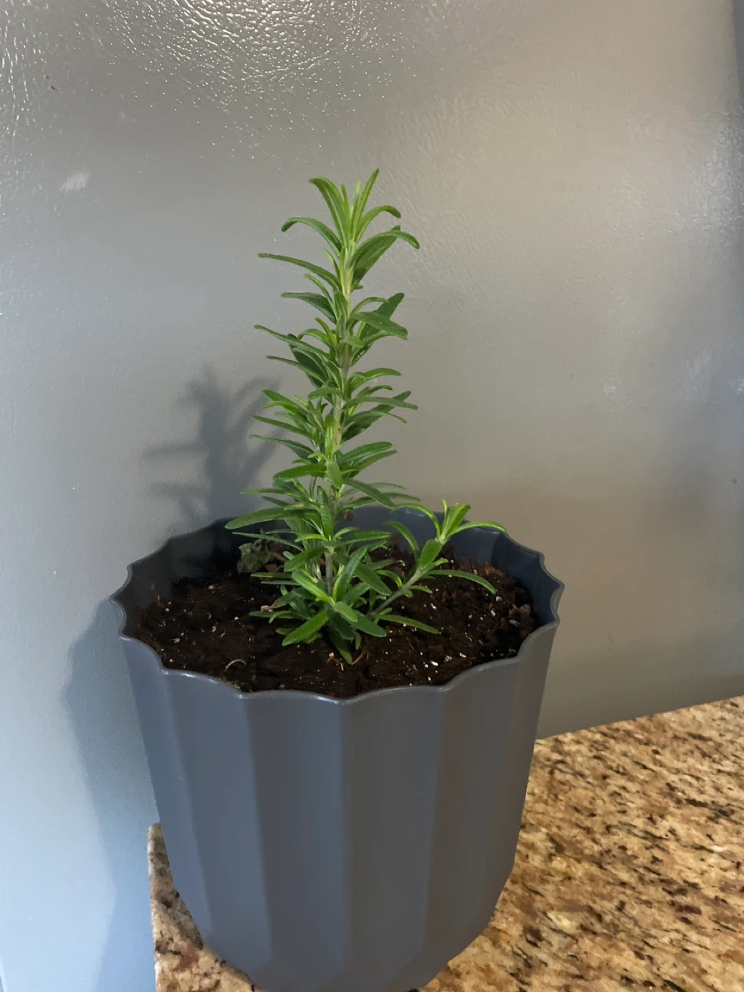 Rosemary plant in grey pot