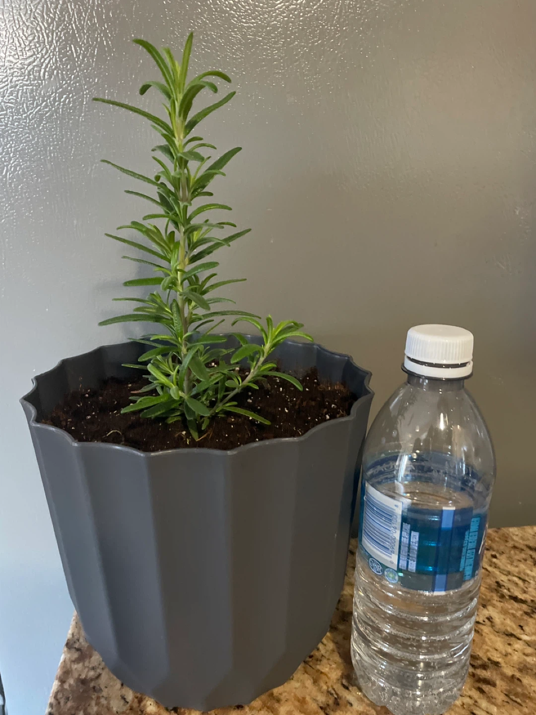 Rosemary plant in grey pot - photo 3