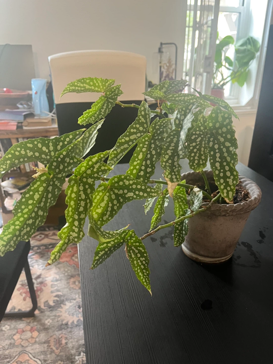 Polka Dot Begonia Plant