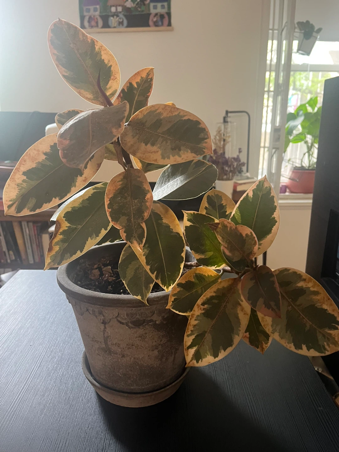 Variegated Rubber Tree Plant