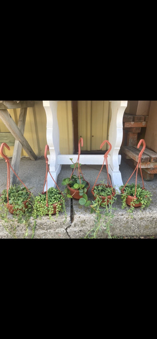 Hanging Plants - String of Peals, String of Dolphins, Peperomia