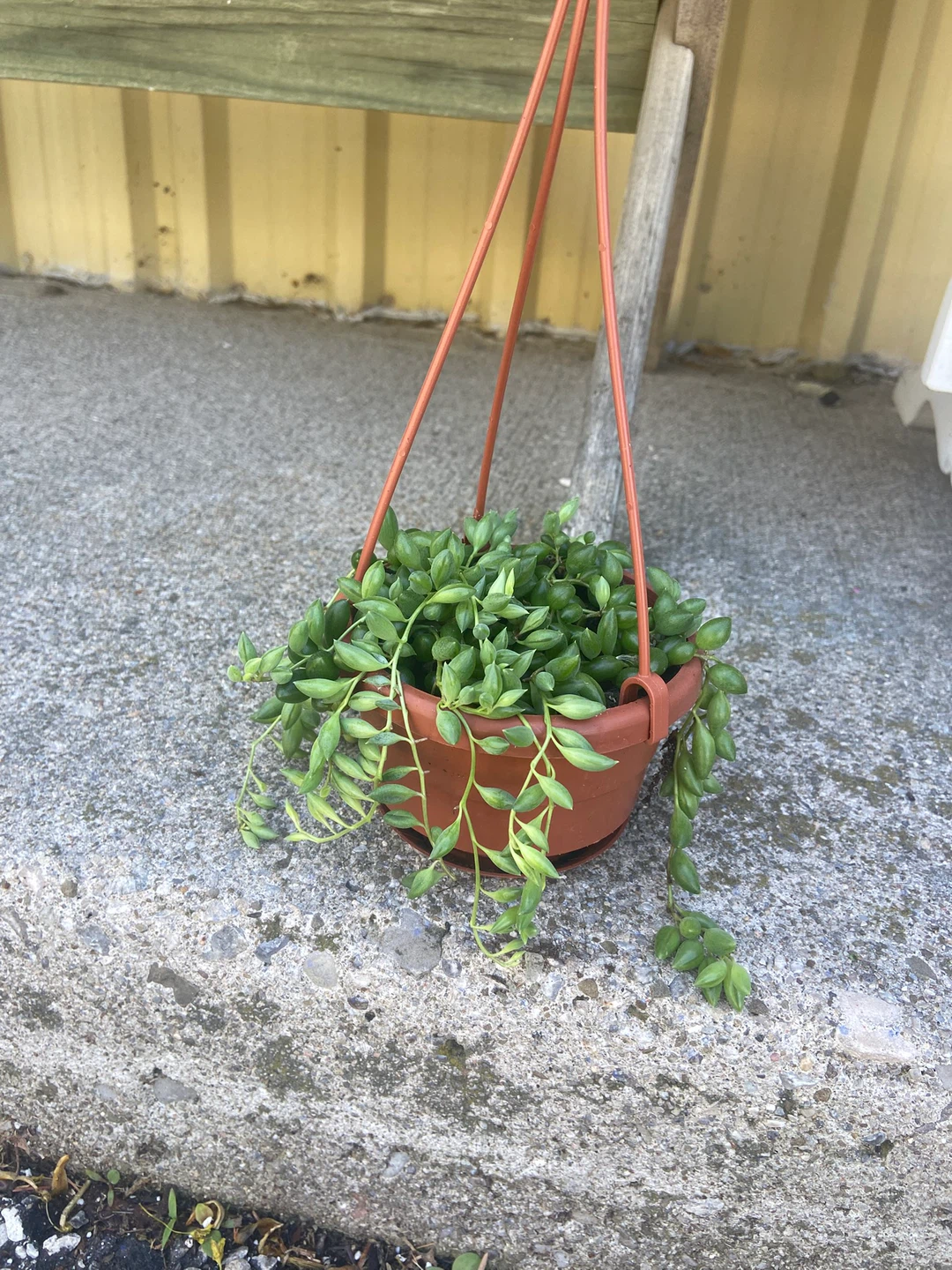 Hanging Plants - String of Peals, String of Dolphins, Peperomia - photo 3