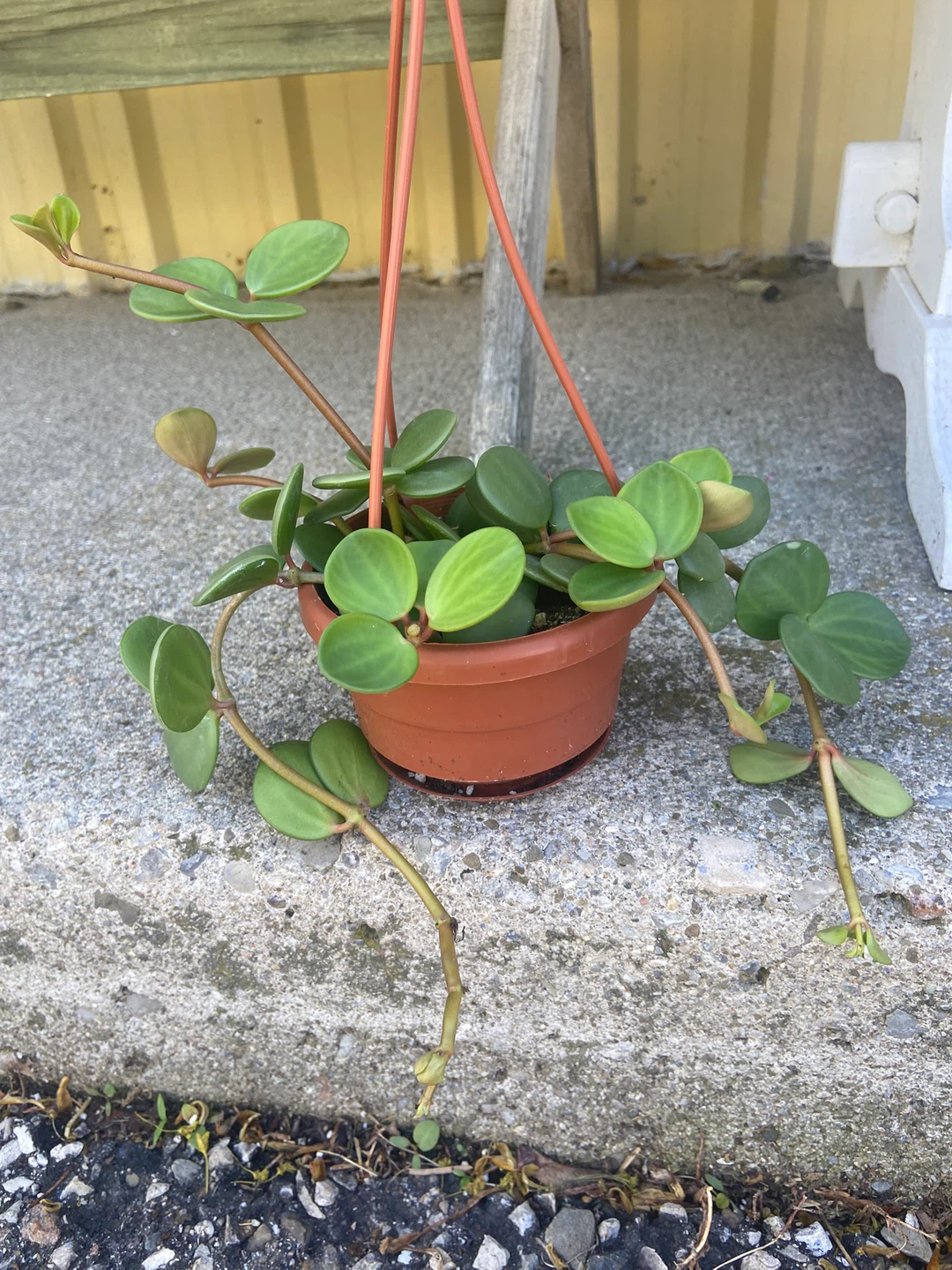 Hanging Plants - String of Peals, String of Dolphins, Peperomia - photo 5