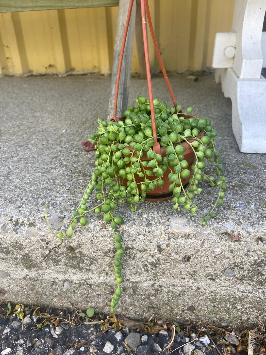 Hanging Plants - String of Peals, String of Dolphins, Peperomia - photo 2