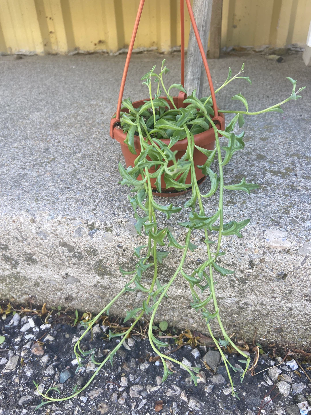 Hanging Plants - String of Peals, String of Dolphins, Peperomia - photo 4