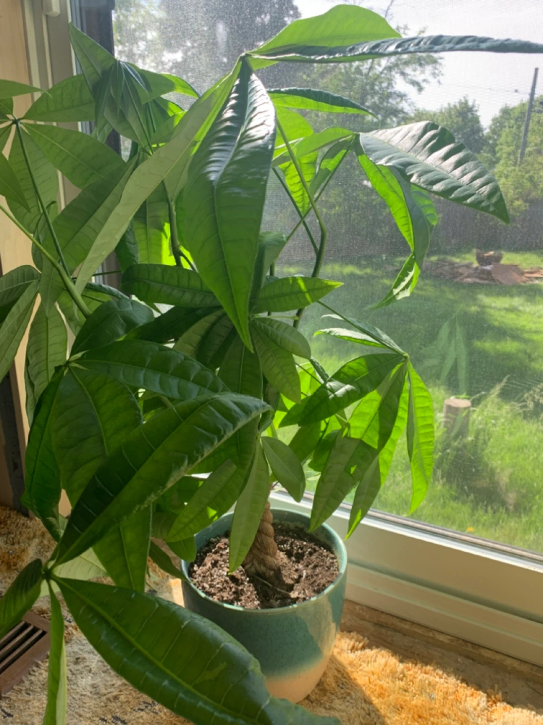 Potted Money Tree