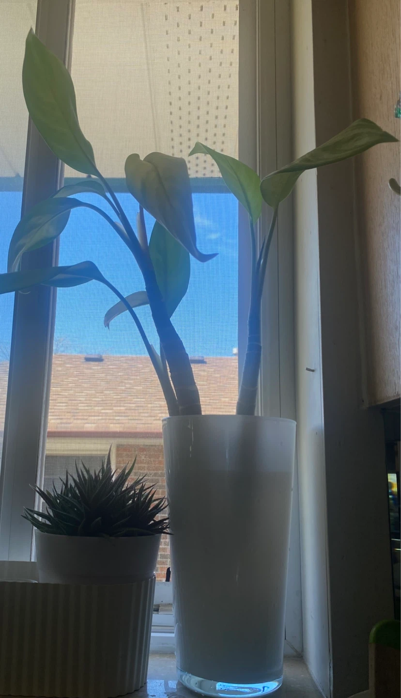 Aglaonema Silver Bay Cuttings in Vase