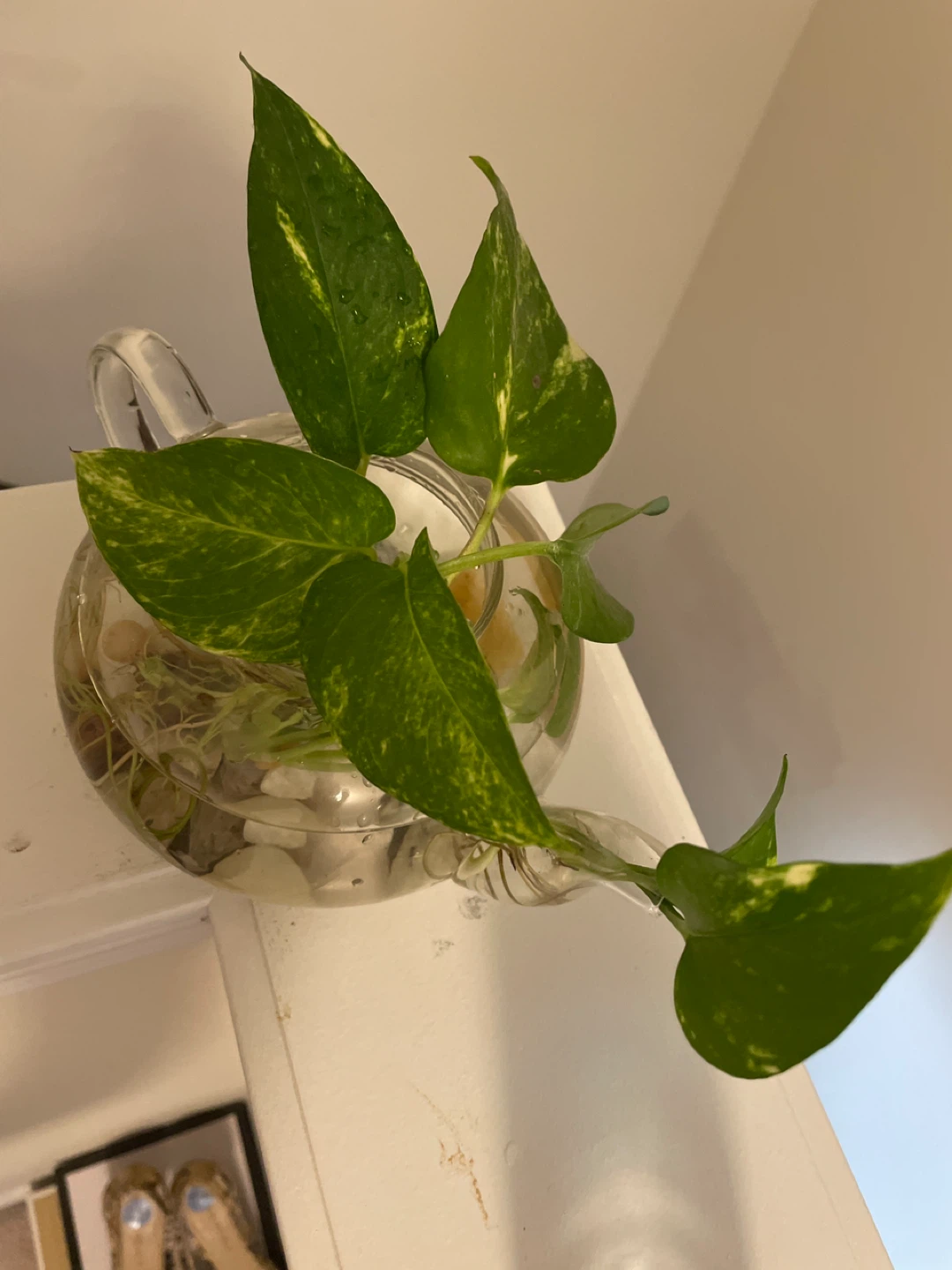 Glass Teapot Planter with Pothos Plant - photo 2