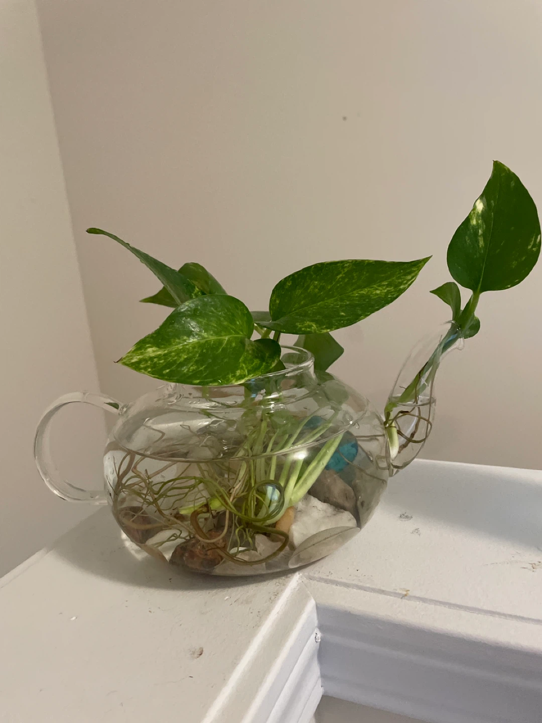 Glass Teapot Planter with Pothos Plant
