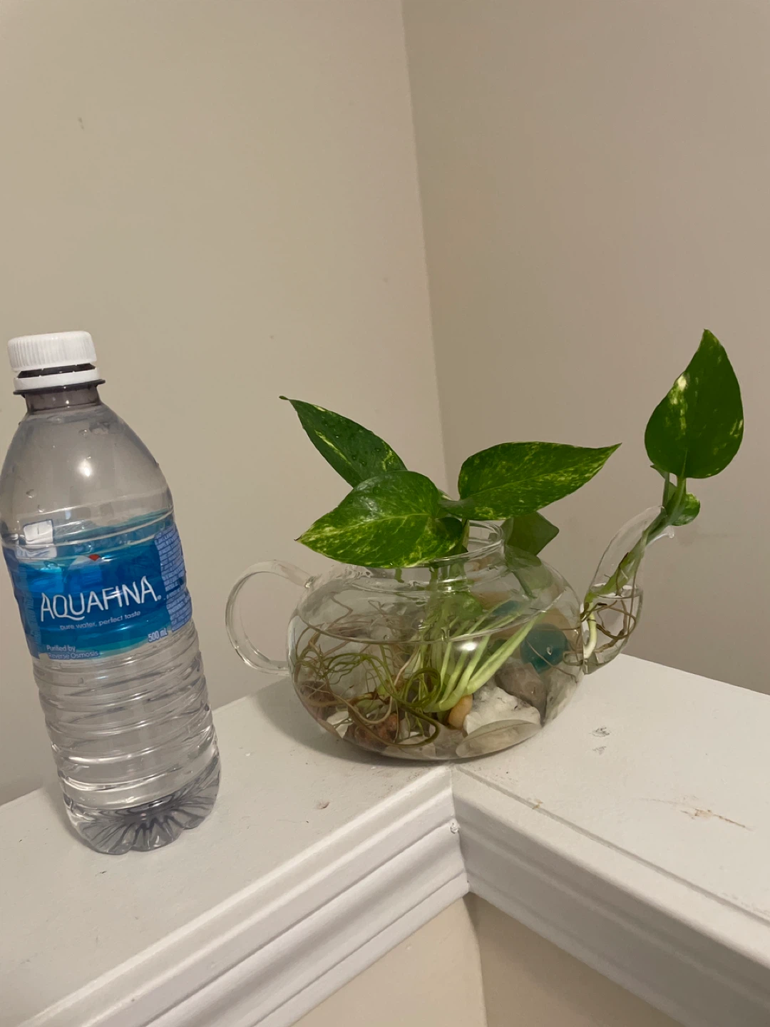 Glass Teapot Planter with Pothos Plant - photo 4