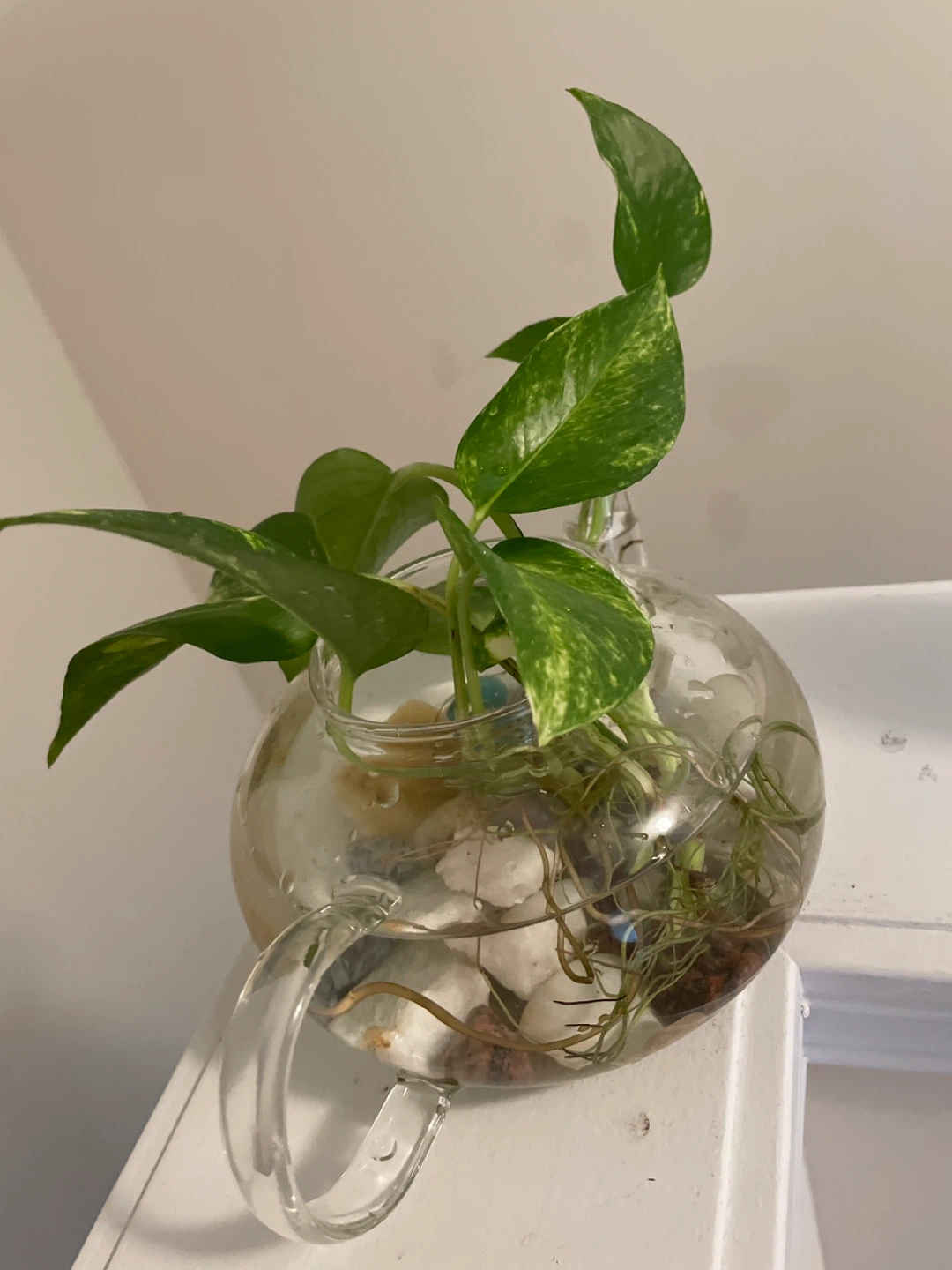 Glass Teapot Planter with Pothos Plant - photo 3