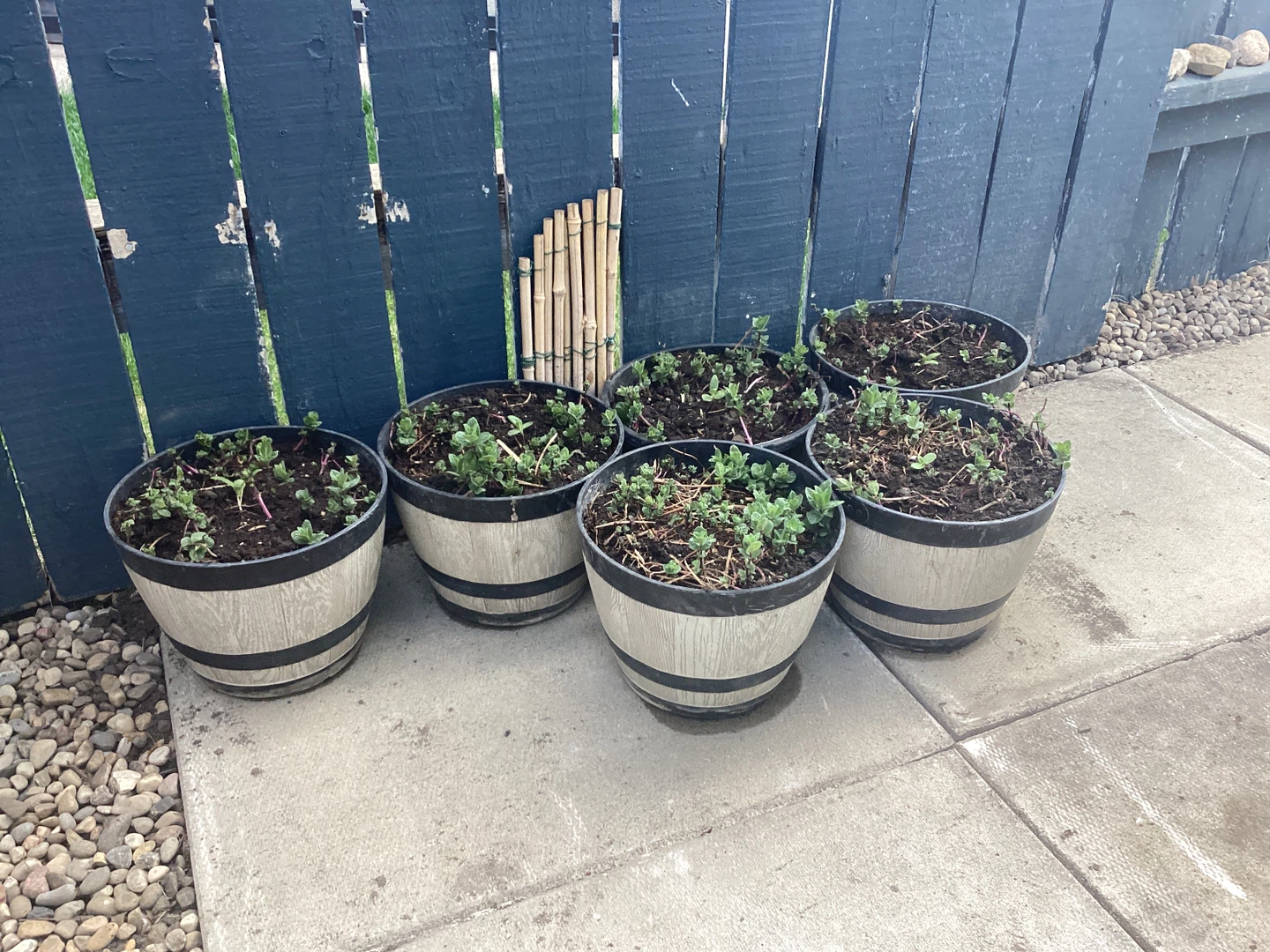 Set of 5 Barrel Planters with Young MINT Plants