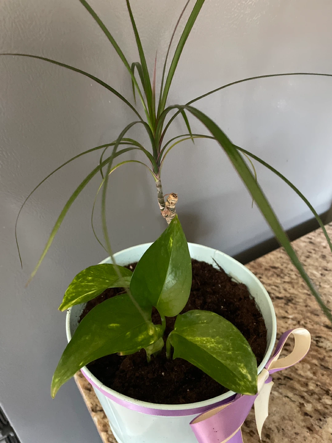Potted Dracaena and Pothos Plant - photo 2