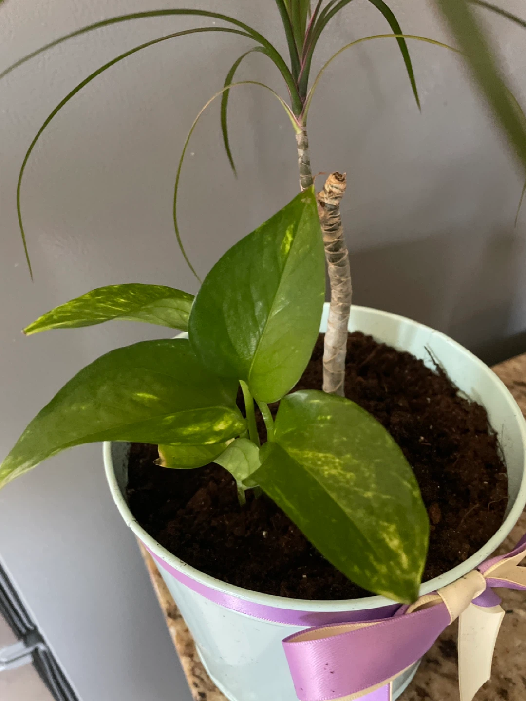 Potted Dracaena and Pothos Plant - photo 4