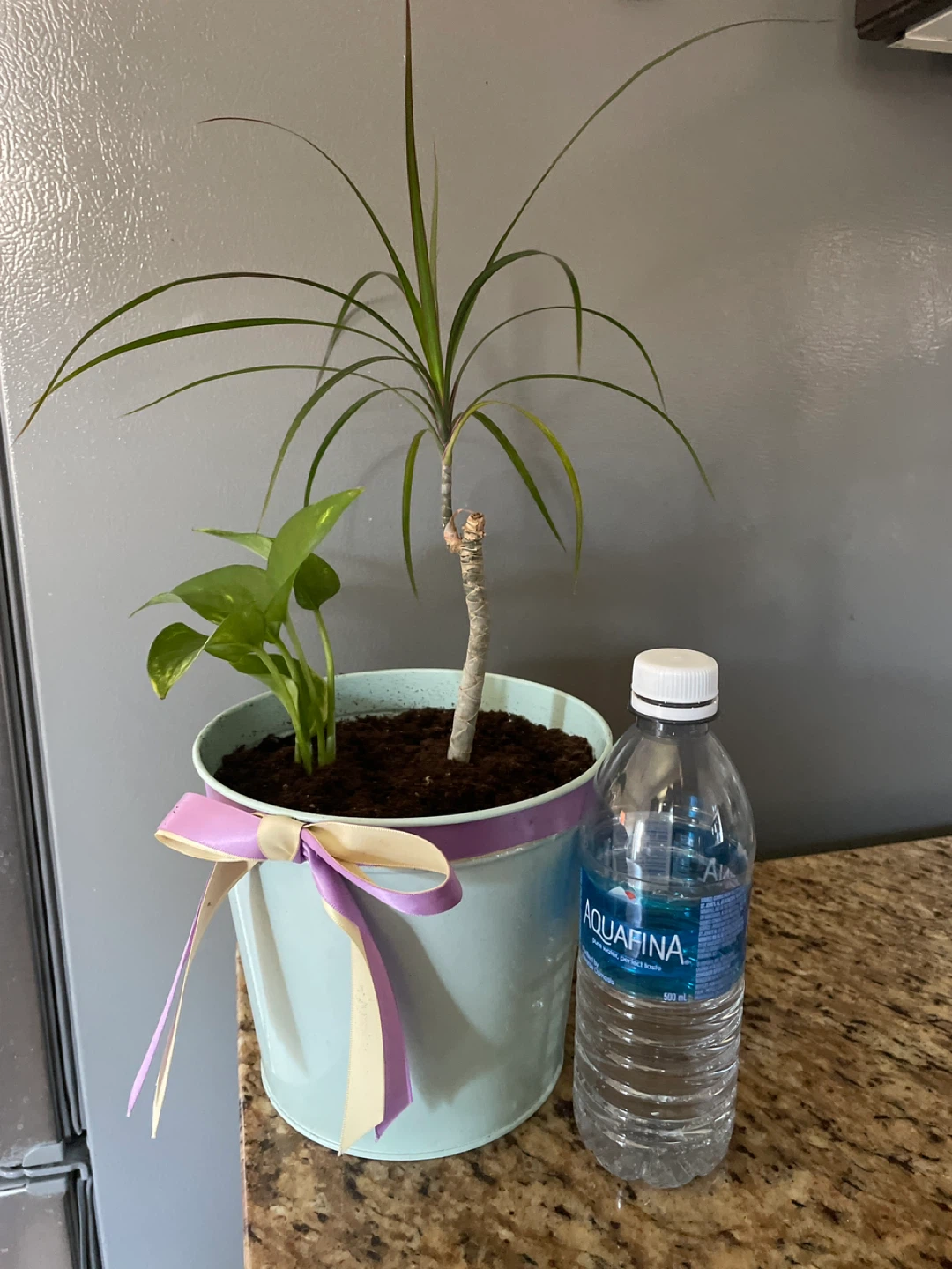 Potted Dracaena and Pothos Plant - photo 3
