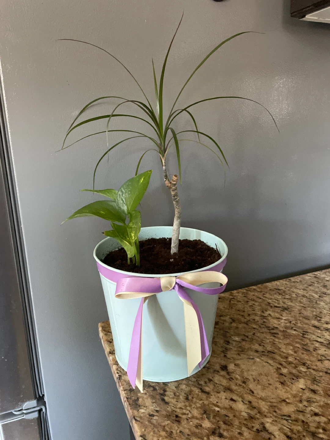 Potted Dracaena and Pothos Plant