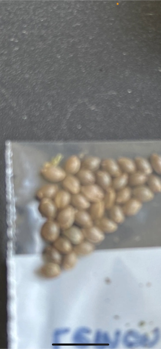 420 seeds