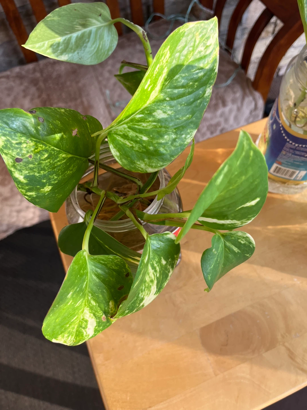 Healthy money plant - photo 4