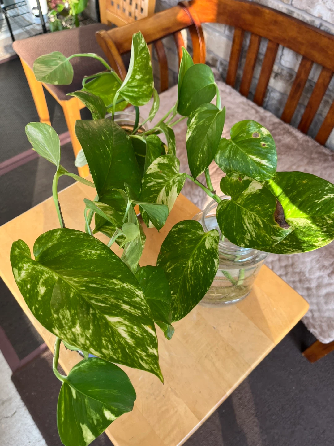 Healthy money plant - photo 2