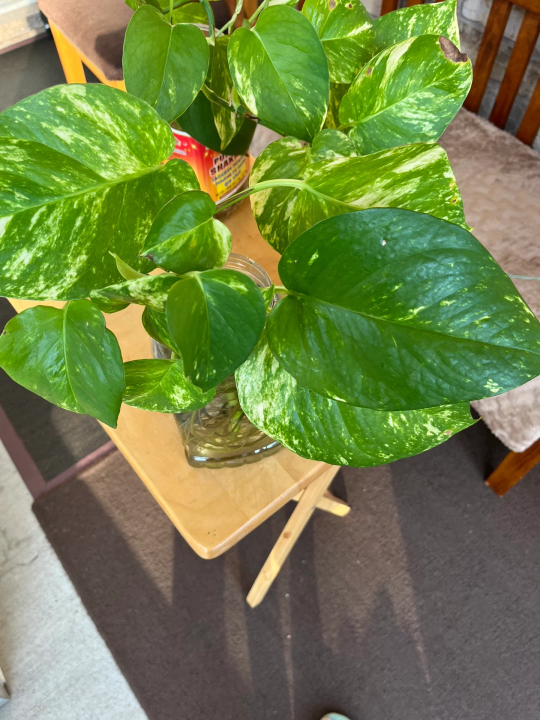 Healthy money plant - photo 3