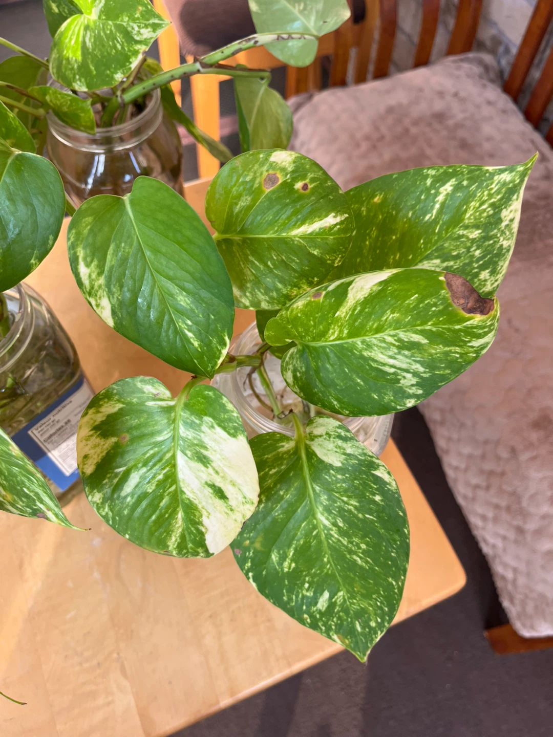 Healthy money plant