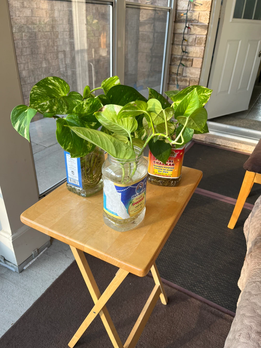 Healthy money plant - photo 5