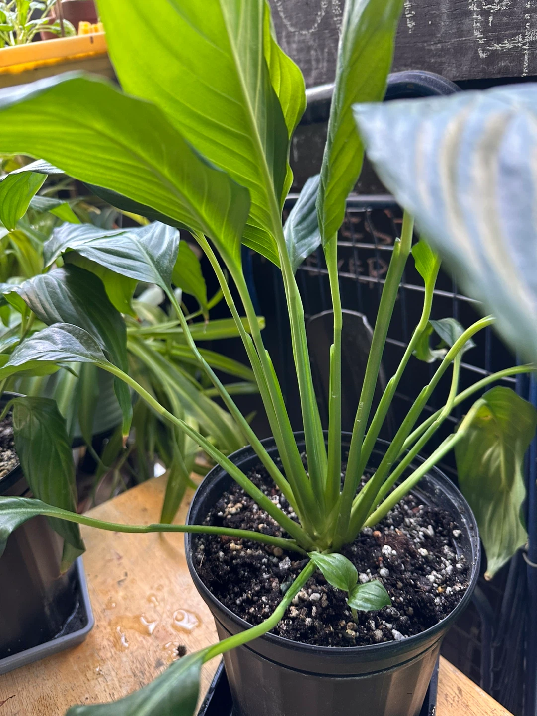 Potted Peace Lily Plant - photo 2