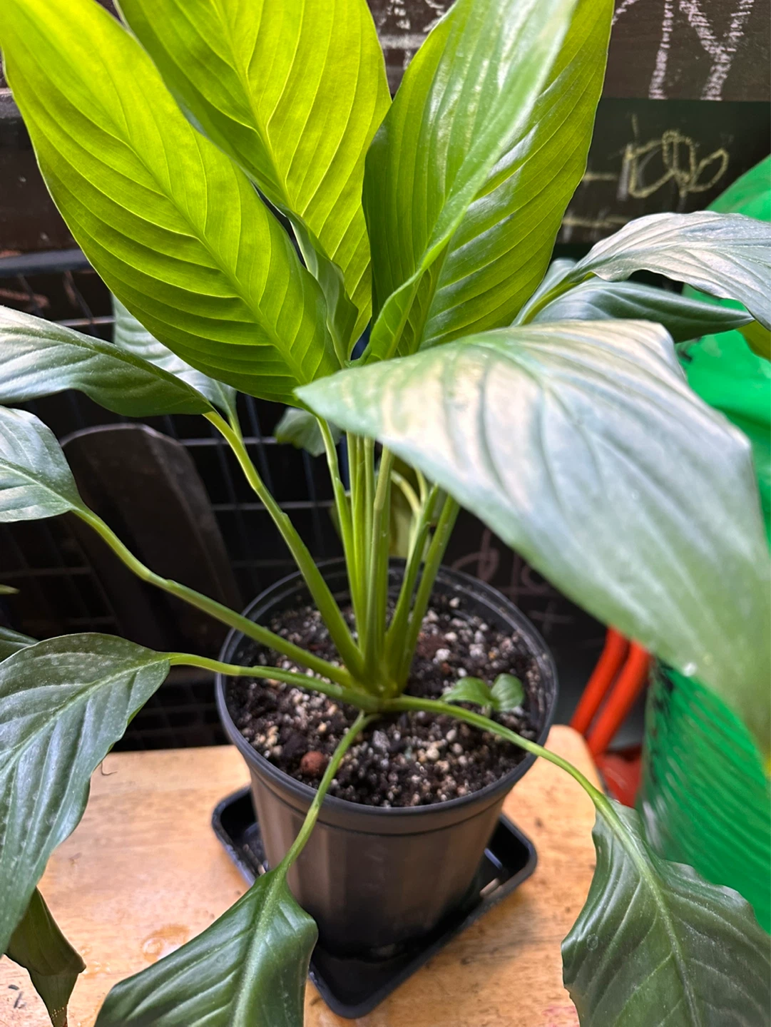 Potted Peace Lily Plant - photo 3