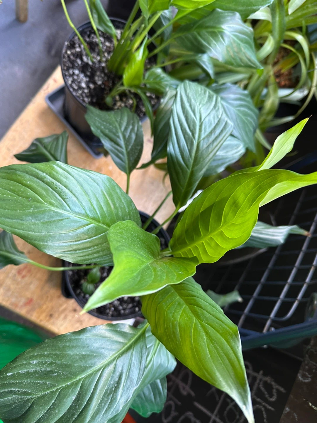 Potted Peace Lily Plant