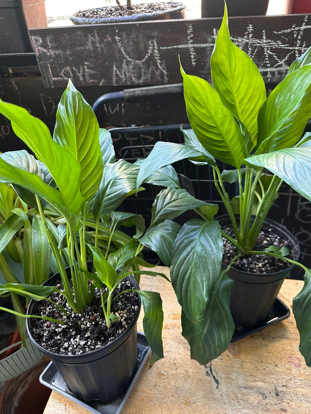 Potted Peace Lily Plant - photo 5