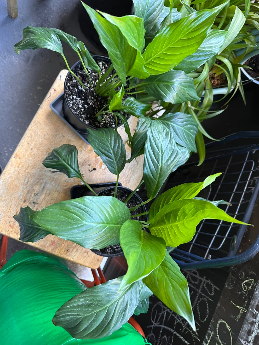 Potted Peace Lily Plant - photo 4
