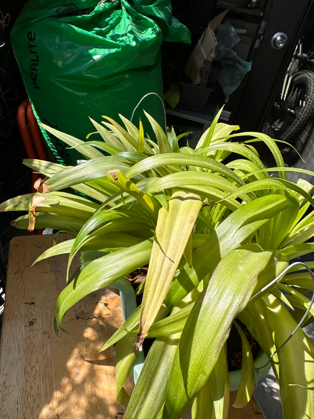 Spider Plant with Babies - photo 5