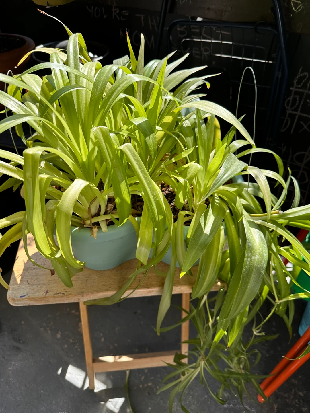 Spider Plant with Babies