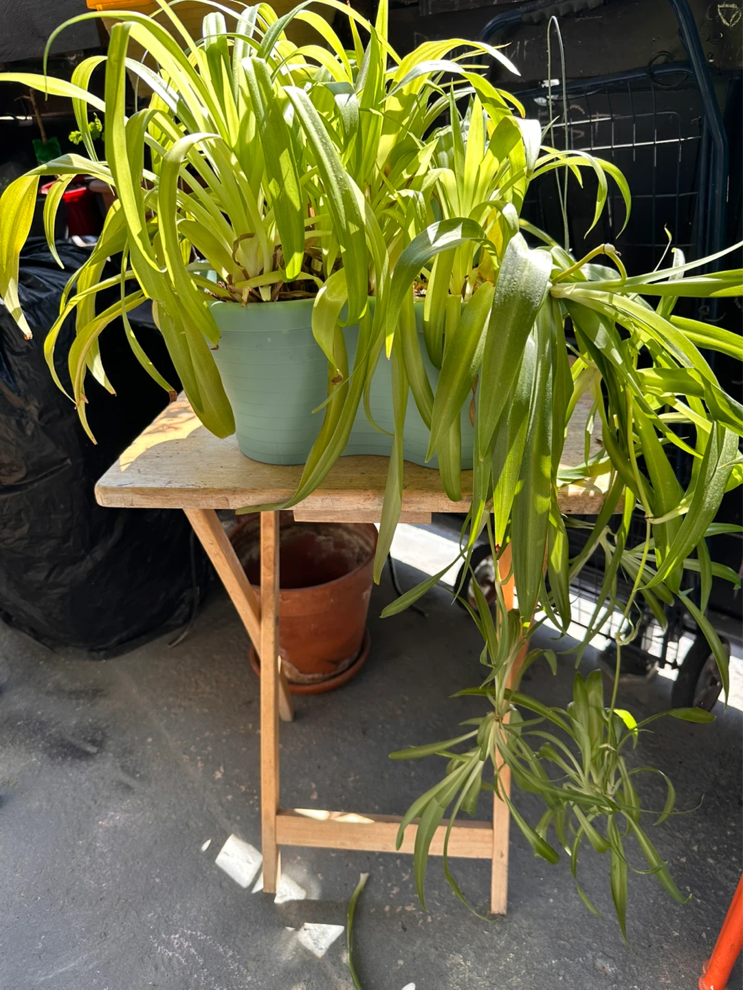 Spider Plant with Babies - photo 4