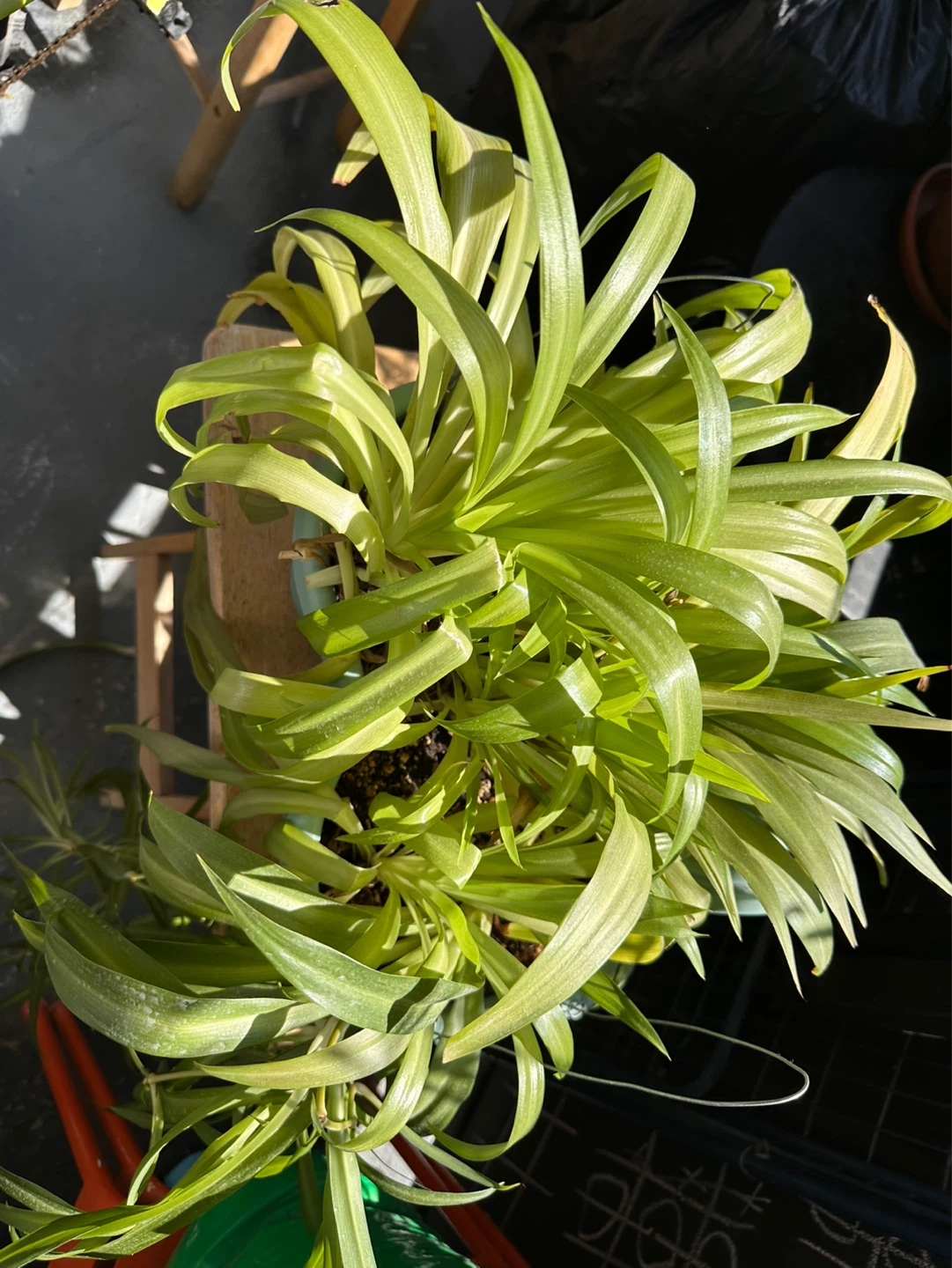 Spider Plant with Babies - photo 3