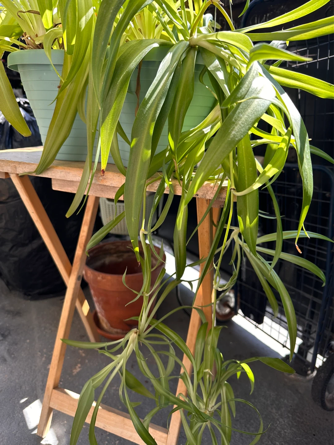 Spider Plant with Babies - photo 2