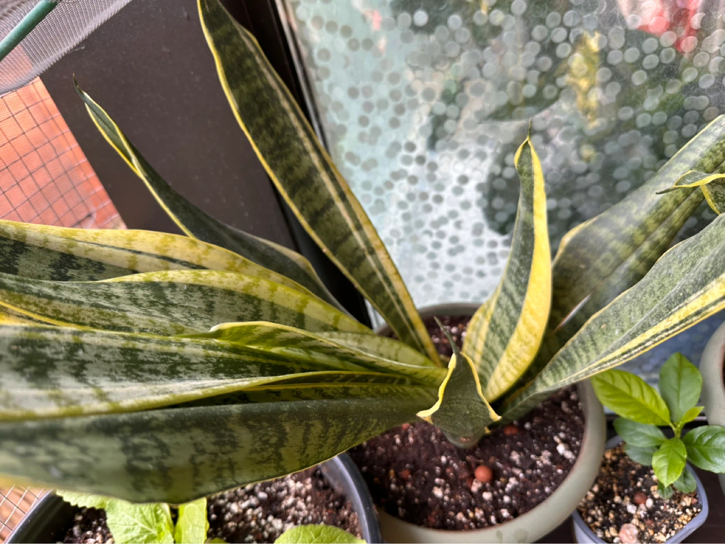 Snake Plant in Pot - photo 4
