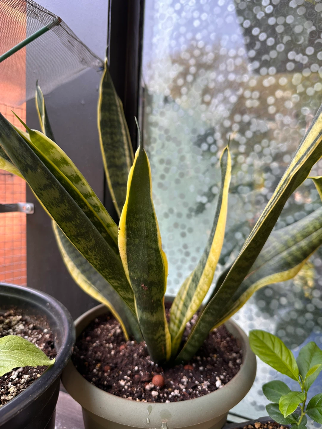 Snake Plant in Pot - photo 2