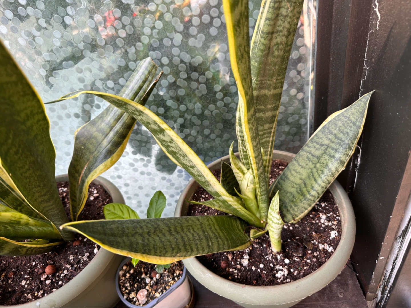 Snake Plant in Pot - photo 3