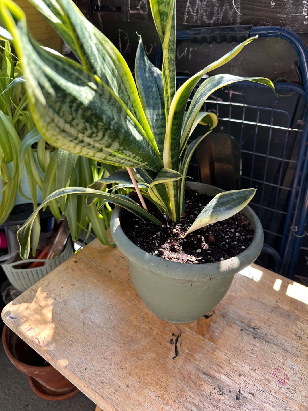 Snake Plant in Pot - photo 5