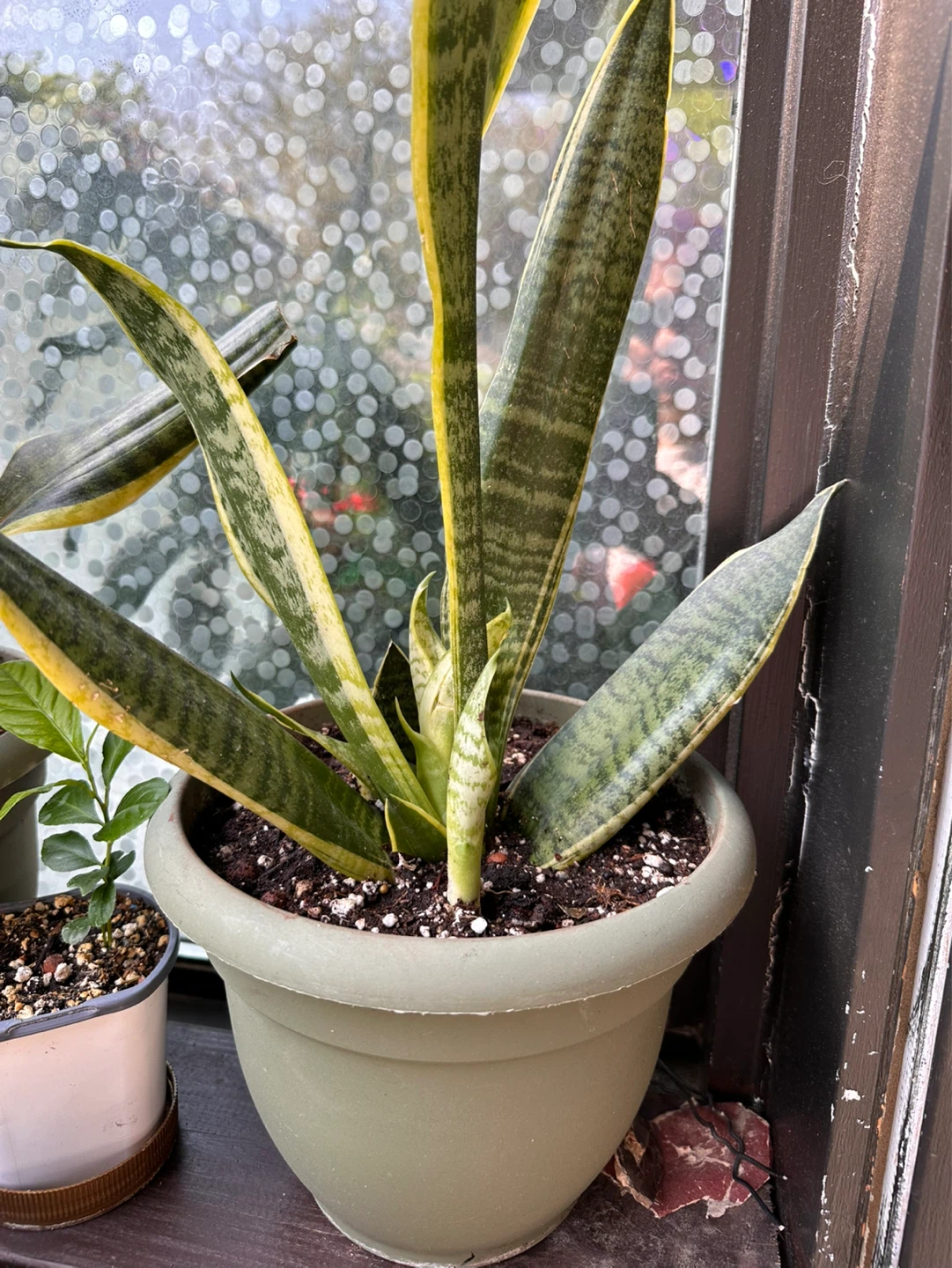 Snake Plant in Pot