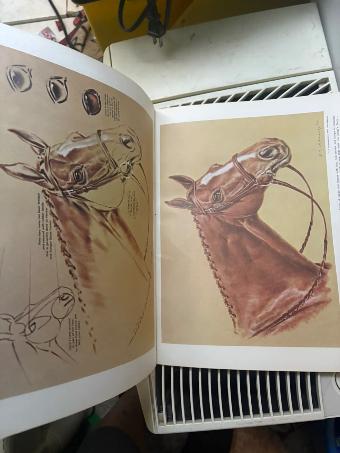 Horses' Heads in Oils and Pastels Art Book by Don Schwartz - photo 2